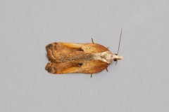 Acleris cristana, Woodside Nurseries, Austerfield.