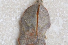 Acleris emergana, Woodside Nurseries, Austerfield.