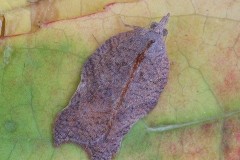 Acleris emergana, Woodside Nurseries, Austerfield.