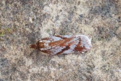 Acleris hyemana, Woodside Nurseries, Austerfield.