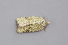 Acleris literana, Woodside Nurseries, Austerfield.