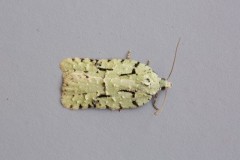 Acleris literana, Woodside Nurseries, Austerfield.