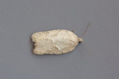 Acleris logiana, Woodside Nurseries, Austerfield.