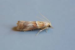 Acrobasis repandana, Woodside Nurseries, Austerfield.