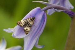 Hysterophora maculosana - Bluebell Conch,  Woodside Nurseries, Austerfield.