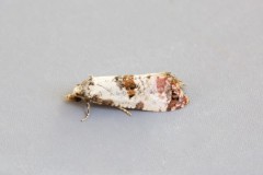 Cochylis hybridella, Woodside Nurseries, Austerfield.