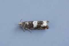 Epinotia demarniana, Woodside Nurseries, Austerfield.