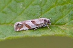 Eucosma pupillana, Woodside Nurseries, Austerfield.