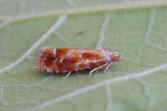 Rhyacionia buoliana - Pine Shoot Moth, Woodside Nurseries, Austerfield.