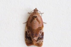 Ditula angustiorana - Red-barred Tortrix, Woodside Nurseries, Austerfield.