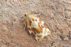 Archips xylosteana - Variegated Golden Tortrix, Woodside Nurseries, Austerfield.