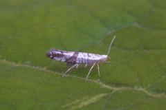 Argyresthia curvella, Woodside Nurseries, Austerfield.