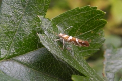 Argyresthia geodartella, Lindrick Common