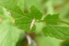 Argyresthis goedartella, Thorne Moor