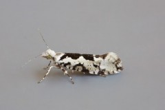 Ypsolopha sequella, Woodside Nurseries, Austerfield.