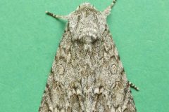 Acronicta aceris - Sycamore - Kirk Smeaton.