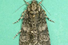 Acronicta rumicis - Knot Grass - Kirk Smeaton.