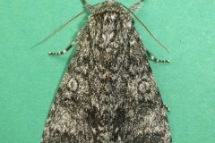 Acronicta megacephala - Poplar Grey - Kirk Smeaton.