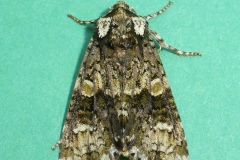 Craniophora ligustri -  Coronet - Kirk Smeaton.