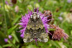 Craniophora ligustri -  Coronet - Kirk Smeaton.