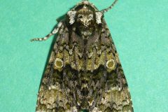 Craniophora ligustri -  Coronet - Kirk Smeaton.