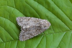 Acronicta aceris - The Sycamore, Austerfield.