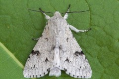 Acronicta leporina - The Miller, Austerfield.