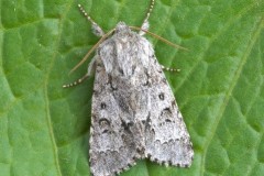 Acronicta menyanthidis - Light Knot Grass, Austerfield.