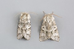 Acronicta menyanthidis - Light Knot Grass, Austerfield.