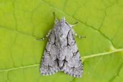 Acronicta tridens psi agg - Grey or Dark Dagger, Austerfield.