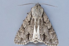 Acronicta tridens psi agg - Grey or Dark Dagger, Austerfield.