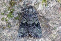 Craniophora ligustri - The Coronet, Austerfield.