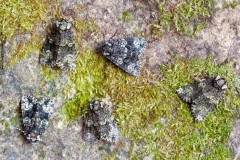 Craniophora ligustri - The Coronet, Austerfield.