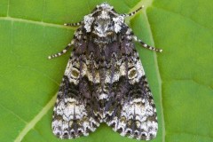 Craniophora ligustri - The Coronet, Austerfield.