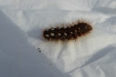 Acronicta runicis - Knot Grass (caterpillar), Cusworth Lane, Doncaster