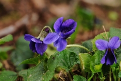 Sweet Violet - Viola odorata