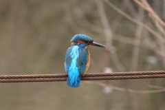 Kingfisher at Fairburn Ings