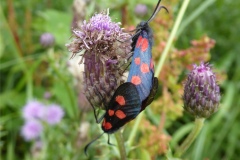 Burnet Moths