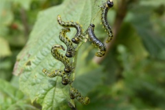 Sawfly Larvae