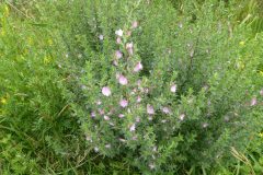 Spiny Restharrow Bentley Comm Wood