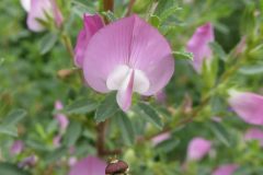 Spiny Restharrow (Bentley Comm Wood)