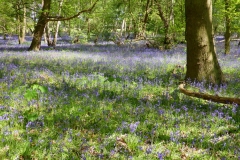 Bluebell - Hyacinthoides non-scriptus, Kings Wood.