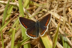 Brown-Argus - Aricia agestis (male),  Hills.