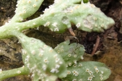 Puccinia adoxae , Barrow Hills NR, Harwell, Notts.