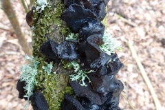 Witches’ Butter