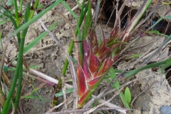 tassel galls on Jointed sedge.