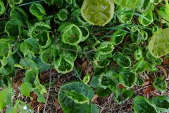 Distorted leaves of a Lime tree