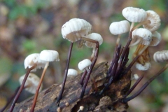 Collared-Parachute - Marasmius rotula, Brockadale Fungus foray.