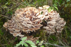 Honey-Fungus - Armillaria-mellea, Brockadale Fungus foray.