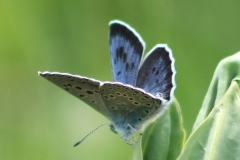 Large Blue - Maculinea arion.